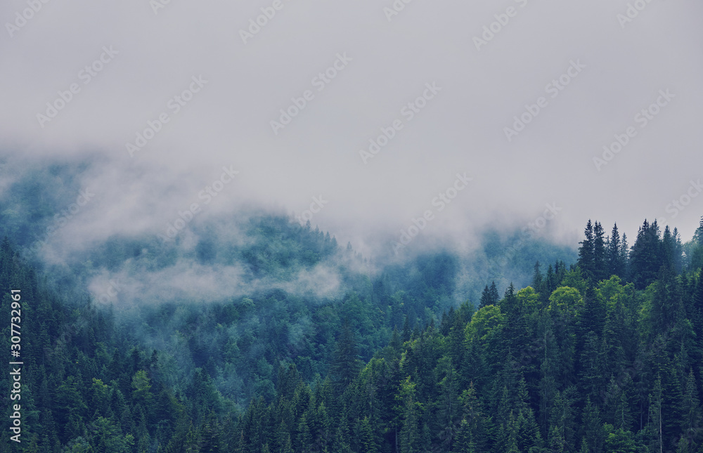 nature panorama green forest mountain fog cloud travel nature panorama green forest mountain fog cloud travel