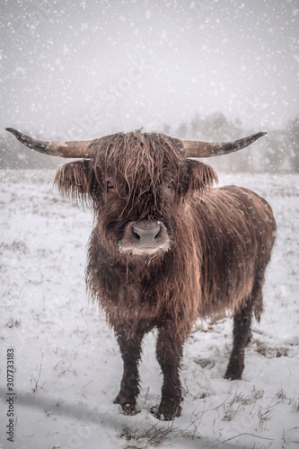 Photography Hochlandrind im Schnee