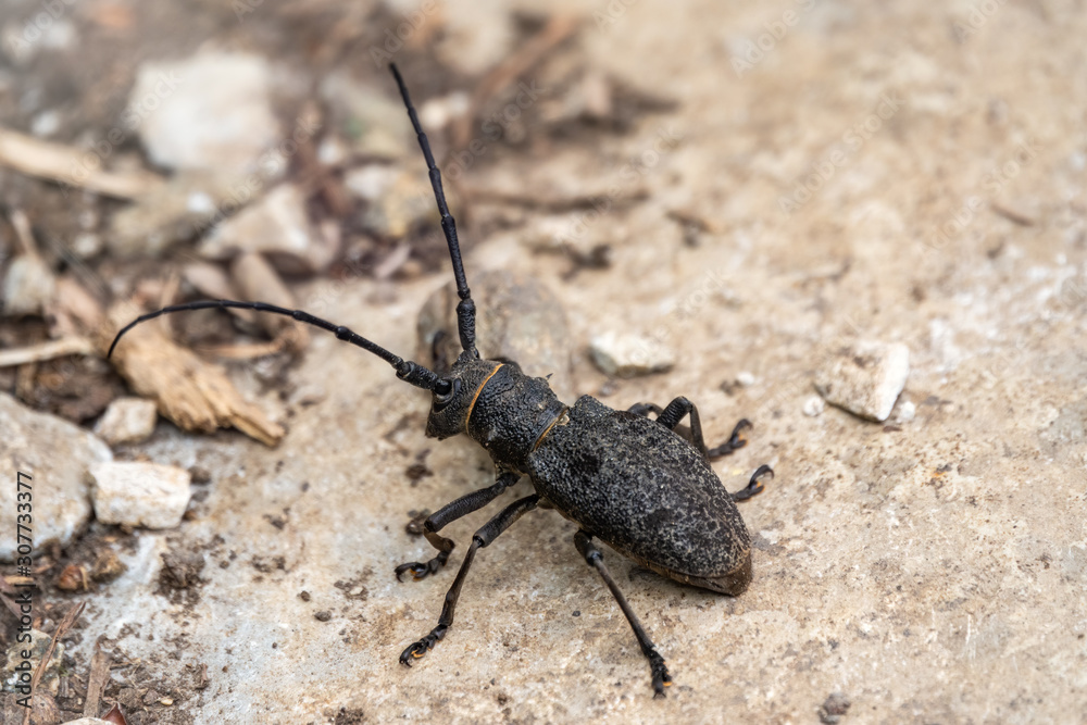 Beetle Large oak barbel - Cerambyx cerdo. Beetle woodcutter Beetle Large oak barbel - Cerambyx cerdo. Beetle woodcutter
