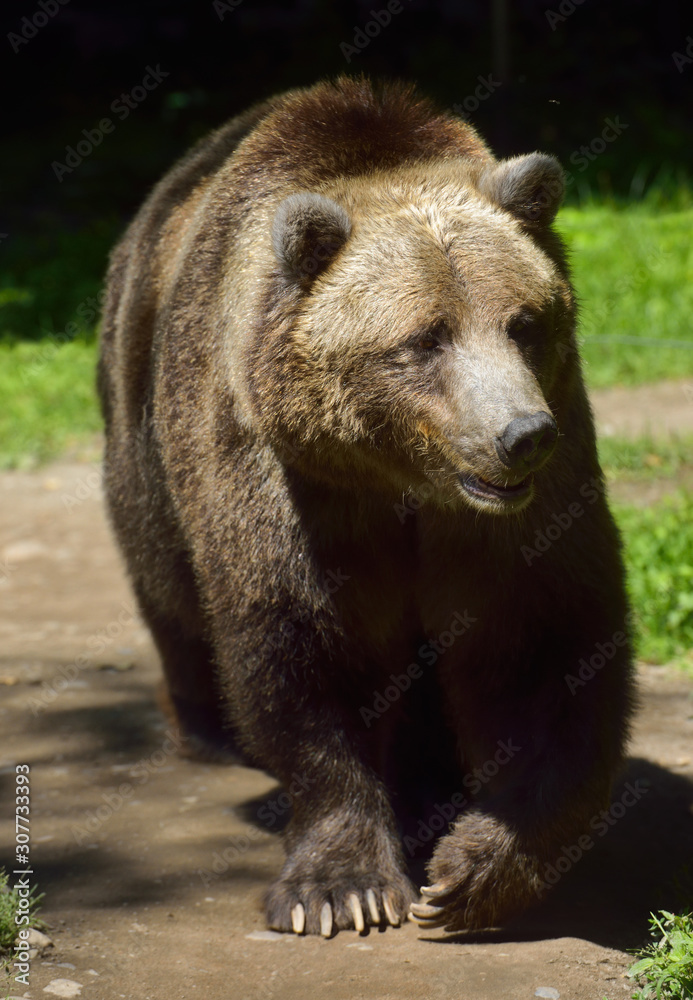Head on view of young Grizzly bear subspecies of brown bear walking on path Head on view of young Grizzly bear subspecies of brown bear walking on path