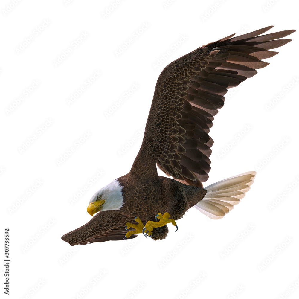 Fototapeta premium bald eagle hunting down on white background bottom view
