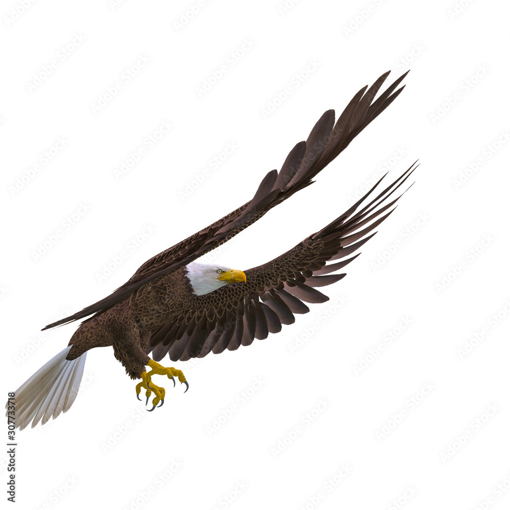 Obraz premium bald eagle landing on white background side view