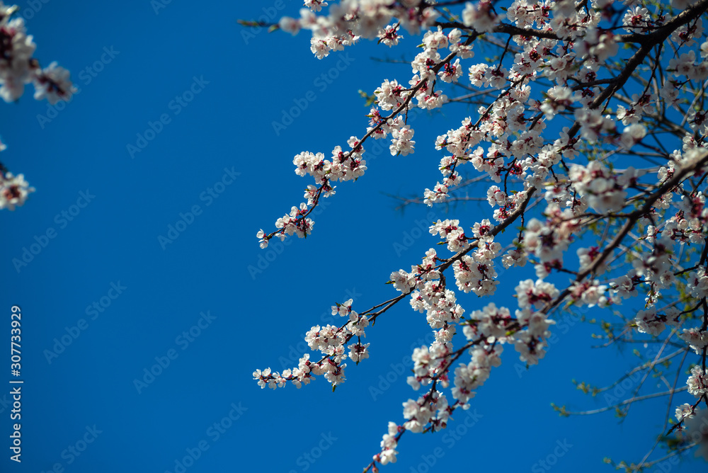 Nice white apricot spring flowers branch on blue sky background