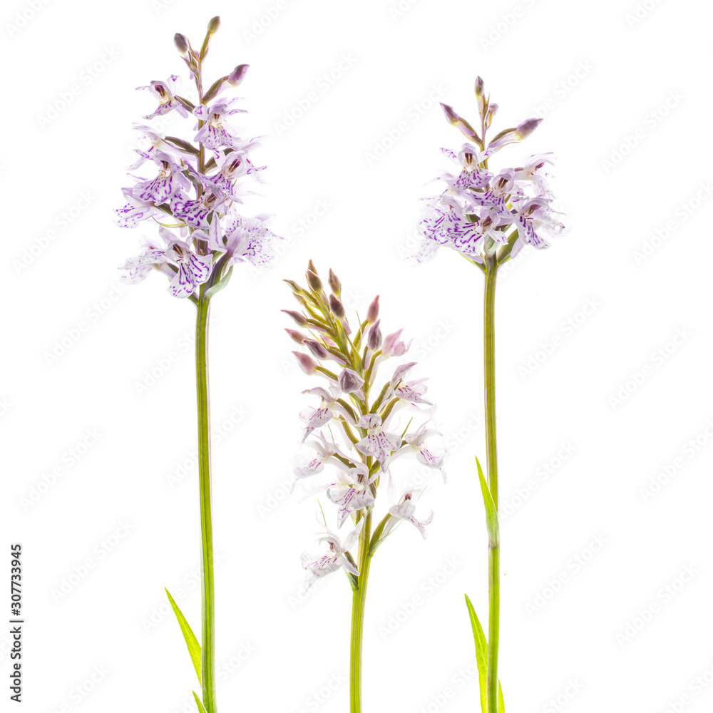 Naklejka premium orchids isolated on white background