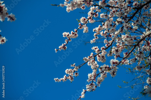 Nice white apricot spring flowers branch on blue sky background