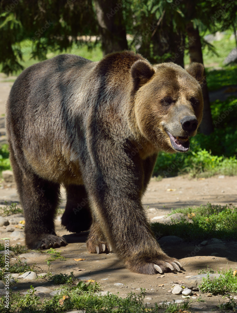 Fototapeta premium Mainland Grizzly bear subspecies of brown bear walking on path