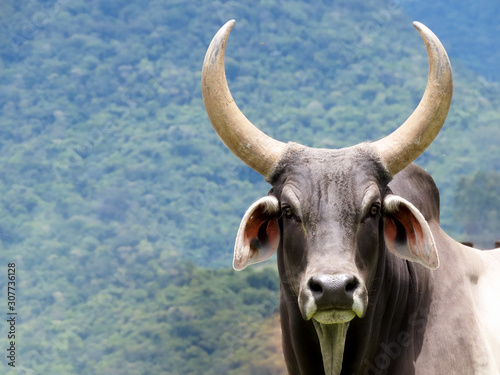 Big horned zebu bull looking at camera photo