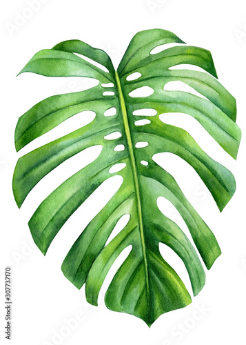 Jungle green leaves of monstera creepers on an isolated white background, watercolor illustration, botanical painting