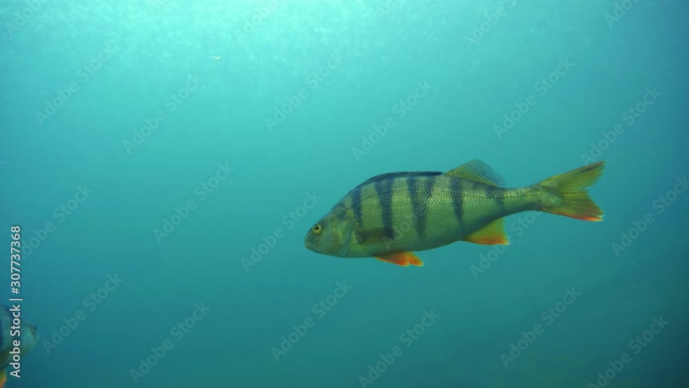 Big perch swimming close to camera in rainy weather Big perch swimming close to camera in rainy weather