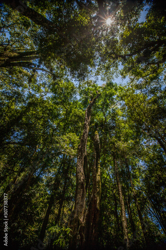 Trees of the Mata Atlantica biome in Tijuca National Park, Rio de Janeiro, Brazil