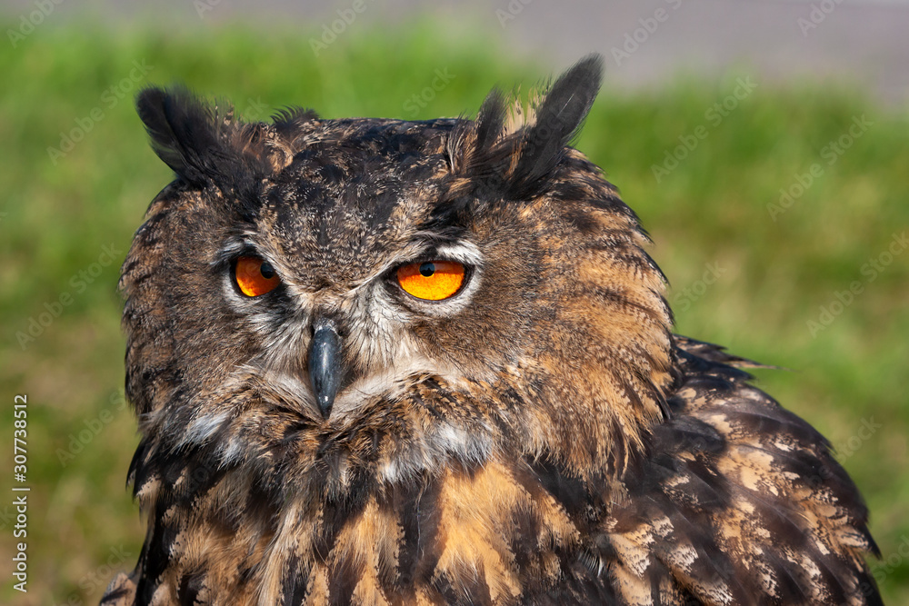 Fototapeta premium Eurasian Eagle Owl (Bubo bubo) closeup