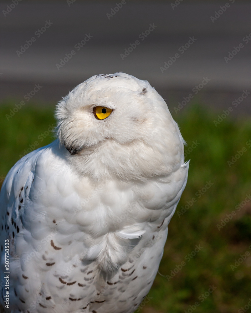 Obraz premium Snowy Owl (Bubo scandiacus) closeup on blurred background