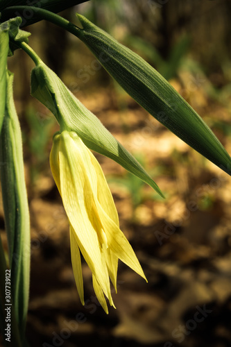 Yellow Large-Flowered Bellwort in Bloom photo