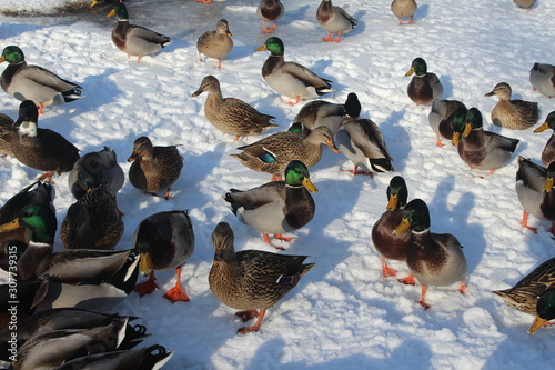 ducks on a frozen lake © rick