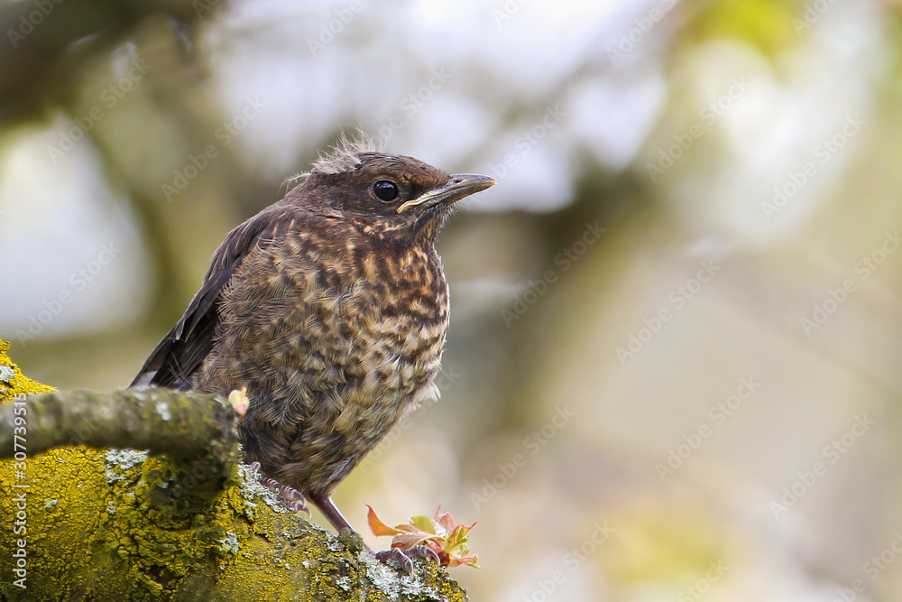 Fototapeta premium Amsel (Turdus merula), frisch flügger Jungvogel in Baum sitzend, Brandenburg, Deutschland