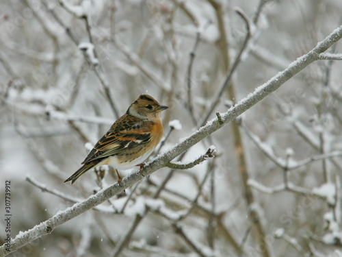 Bergfink (Fringilla montifringilla) im Winter auf verschneitem Baum, Brandenburg