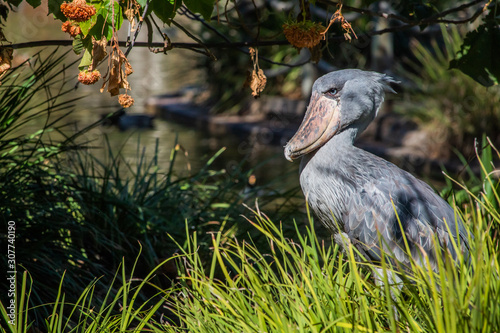 Shoebill Stork