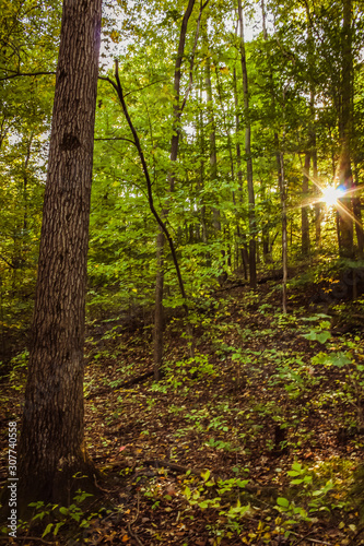 Fototapeta Naklejka Na Ścianę i Meble -  Sun Shining Through Trees in Early Autumn Woods