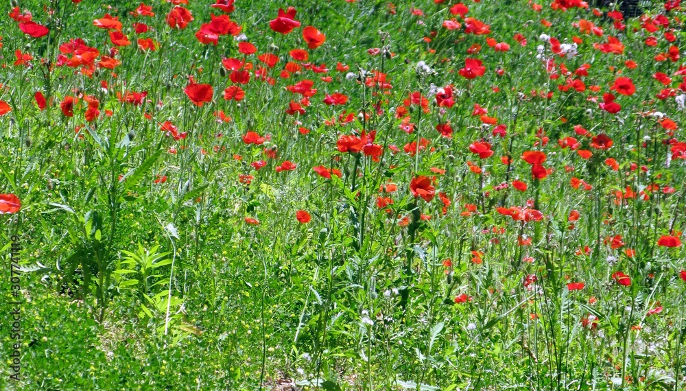 field of red poppy flowers