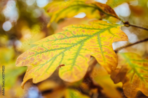 Close Up of Brightly Colored Yellow Autumn Leaf