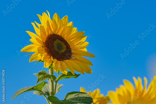 blooming sunflower close up against blue cloudless sky with copy space
