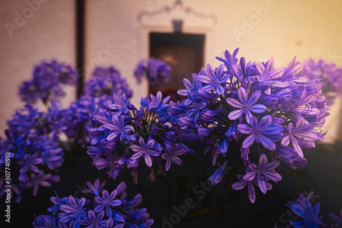 Agapanthus flower, lilies of the nile in a garden in munich photo