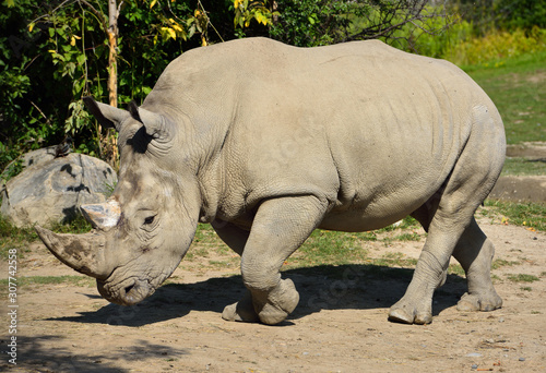 Male Southern White Rhinoceros walking