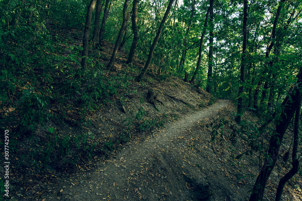 Fototapeta premium common forest scenic natural environment with in twilight with trees and small trail 