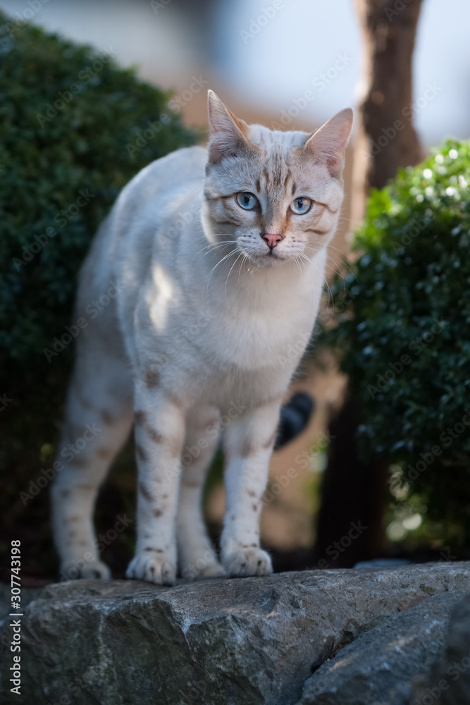 White Snow Bengal outdoor