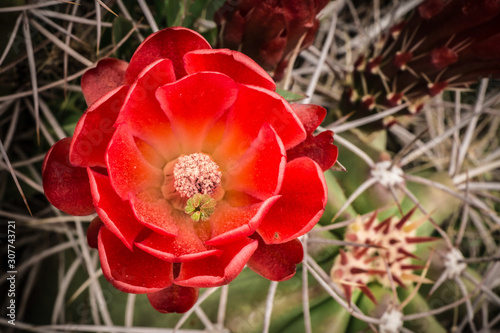 Red cactus flower blooms in spring