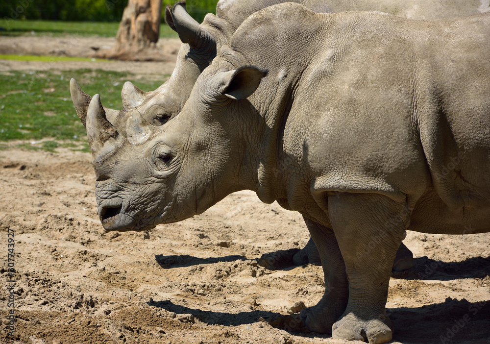 Two female Southern White Rhinoceros standing side by side Two female Southern White Rhinoceros standing side by side