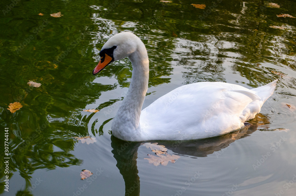 graceful white Swan swimming in the lake , swans in the wild graceful white Swan swimming in the lake , swans in the wild