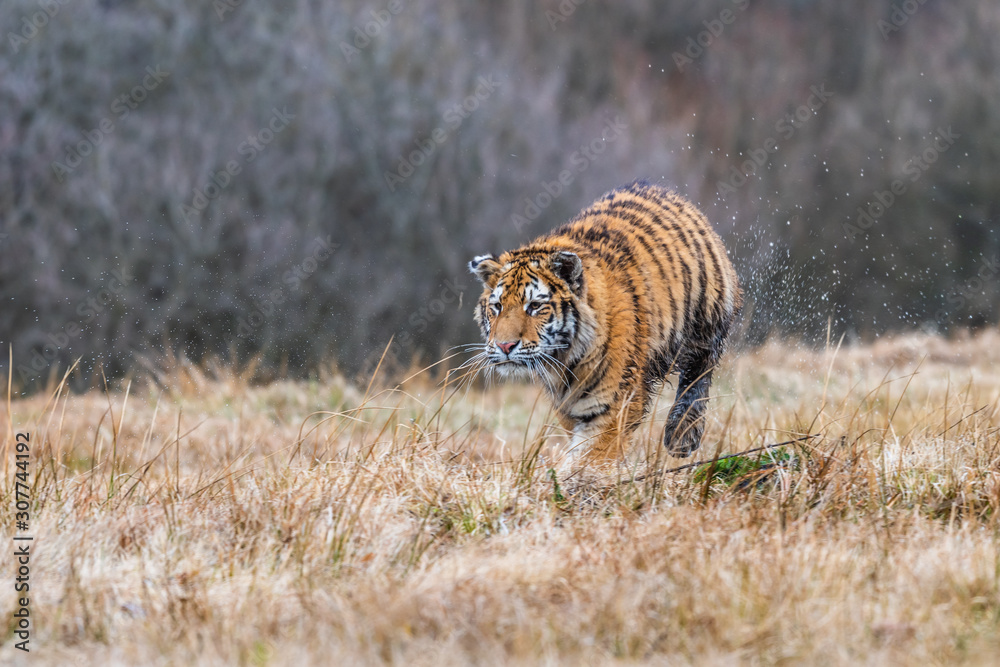 Obraz premium Siberian Tiger running. Beautiful, dynamic and powerful photo of this majestic animal. Set in environment typical for this amazing animal. Birches and meadows