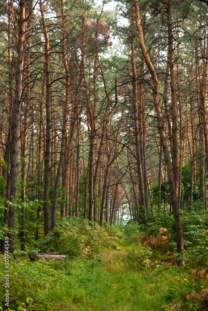 Fototapeta premium Peaceful path in a pine forest. A lot of pine trees.