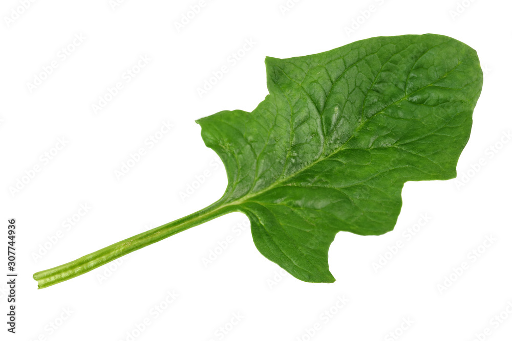 spinach leaves isolate on white background. Healthy food. Top view. spinach leaves isolate on white background. Healthy food. Top view.