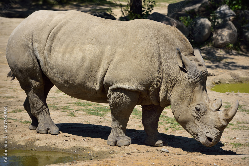 Obraz premium Female Southern White Rhinoceros standing at watering hole