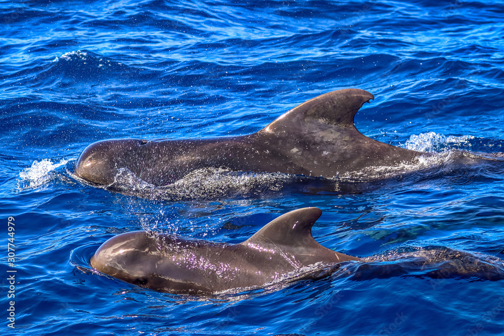 Obraz premium St. Lucia