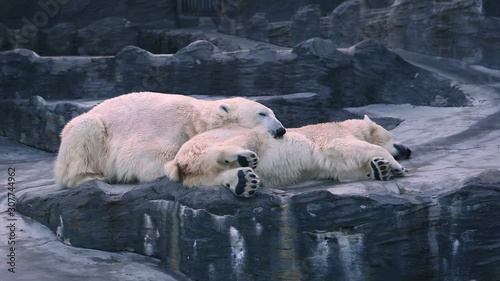 Two polar bears lie side by side on top of each other on a rock