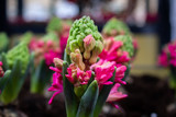 Pink hyacint flower