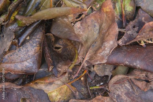 photo of faded and fallen leaves on the ground