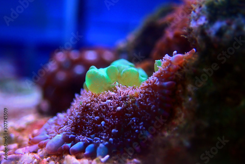 Green bounce mushroom, rare and expensive soft coral photo