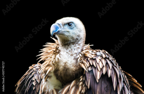 Himalayan griffon vulture isolated on a black background photo