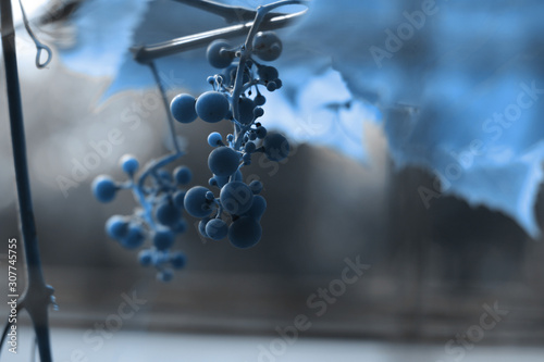 Bunch of grapes in trend color of 2020 - Classic Blue