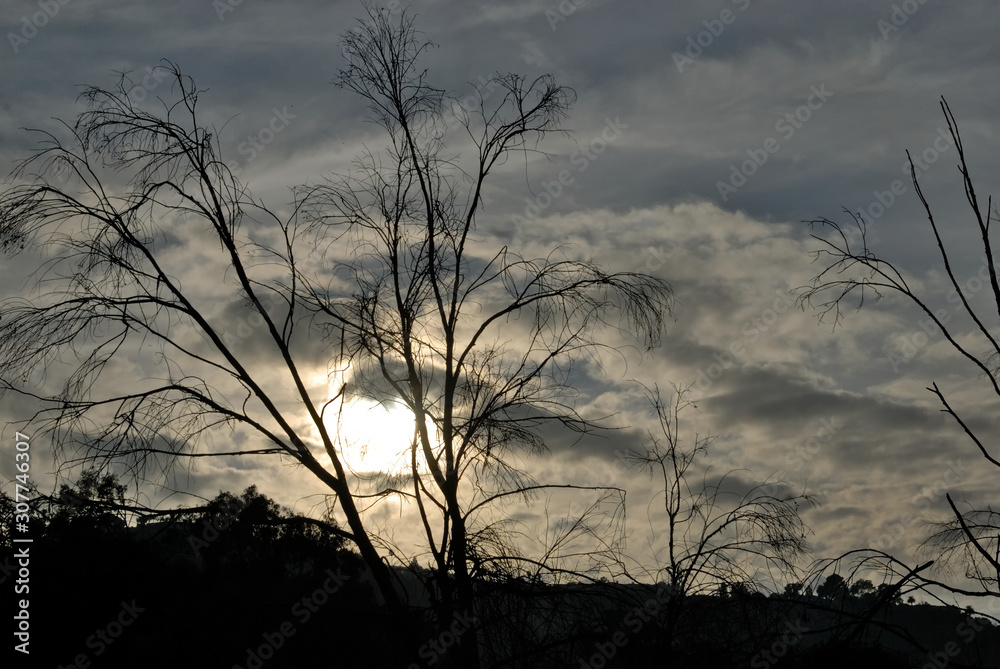 A dark and mysterious sky with the silhouette od a barren tree. A dark and mysterious sky with the silhouette od a barren tree.