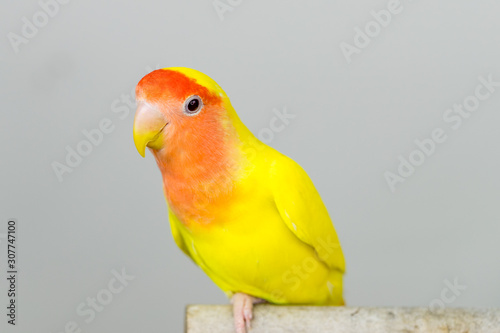 Closeup shot of a peach-faced lovebird with colorful feathers against a grey background photo