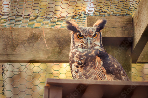 Captive Great Horned Owl at Wildlife Preserve