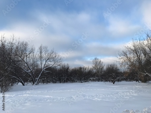 Winter landscape in the Park. Black trees, white snow on the background of the colorful sky. Photo from a mobile phone in natural evening light in Moscow 2019. 