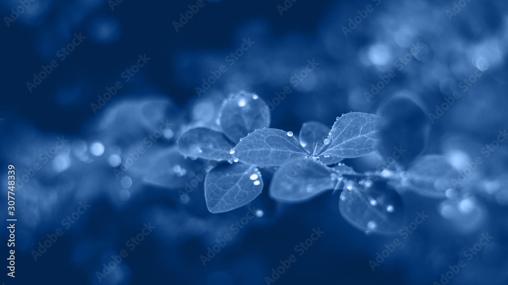 Background with blue wet leaves and bright sun with bokeh effect Background with blue wet leaves and bright sun with bokeh effect
