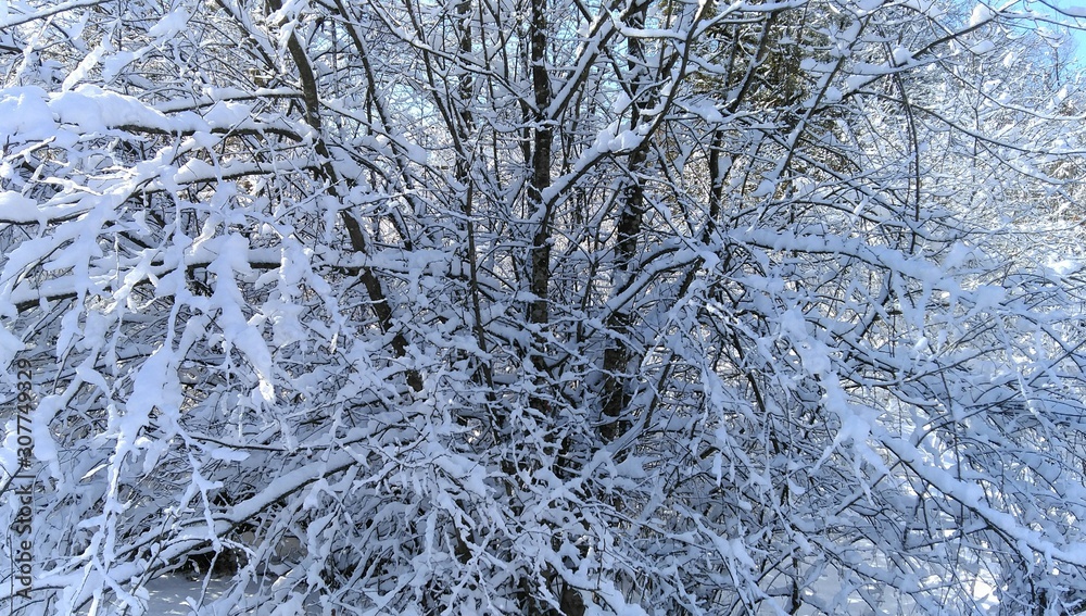 snow covered trees snow covered trees