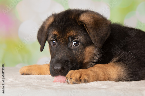 German Shepherd Puppy Dog Portrait Face Lick